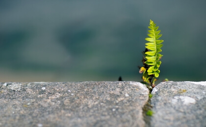 plant growing out of rock